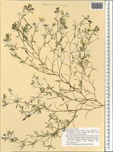 Лядвенец Бруннера Webb, Африка (AFR) (Кабо-Верде)