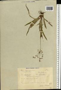 Ожика волосистая (L.) Willd., Восточная Европа, Центральный район (E4) (Россия)