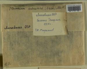 Pleurozium schreberi (Willd. ex Brid.) Mitt., Гербарий мохообразных, Мхи - Прибалтика (B1) (Литва)