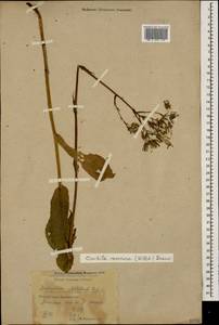 Lactuca racemosa Willd., Кавказ, Краснодарский край и Адыгея (K1a) (Россия)