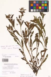 Кривоцвет полевой L., Восточная Европа, Ростовская область (E12a) (Россия)