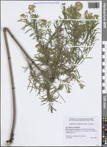 Молочай уральский Fisch. ex Link, Восточная Европа, Нижневолжский район (E9) (Россия)