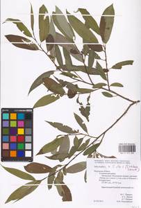 Salix alba × fragilis, Восточная Европа, Центральный район (E4) (Россия)