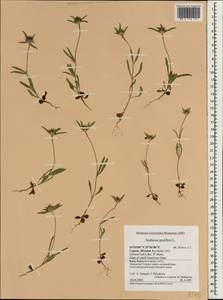 Lomelosia prolifera (L.) Greuter & Burdet, Зарубежная Азия (ASIA) (Кипр)