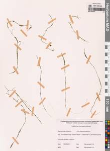 Болотник обоеполый L., Сибирь, Чукотка и Камчатка (S7) (Россия)