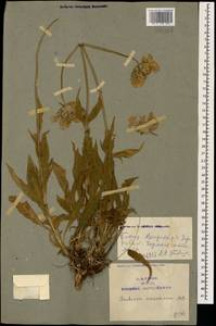 Ломелозия кавказская (M. Bieb.) Greuter & Burdet, Кавказ, Армения (K5) (Армения)