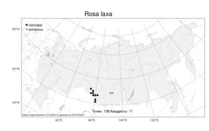 Rosa laxa, Шиповник рыхлый Retz., Атлас флоры России (FLORUS) (Россия)