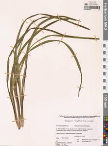 Ежеголовник злаковидный, Ежеголовник злаковый Georgi, Сибирь, Якутия (S5) (Россия)