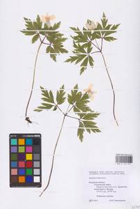 Ветренца дубравная L., Восточная Европа, Центральный район (E4) (Россия)