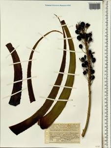Aloe aldabrensis (Marais) L.E.Newton & G.D.Rowley, Африка (AFR) (Сейшельские острова)