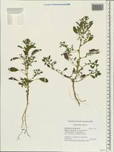 Щирица белая L., Крым (KRYM) (Россия)