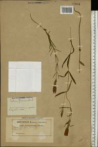 Горечавка легочная L., Восточная Европа, Белоруссия (E3a) (Белоруссия)