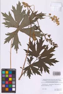 Aconitum lycoctonum subsp. lasiostomum (Rchb.) Warncke, Восточная Европа, Московская область и Москва (E4a) (Россия)