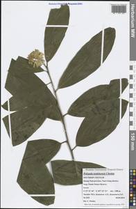 Polygala tonkinensis Chodat, Зарубежная Азия (ASIA) (Вьетнам)