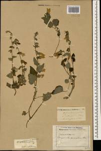 Колокольчик чесночннцелистный Willd., Кавказ (без точных местонахождений) (K0)