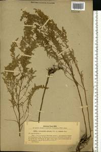 Полынь сизая Pall. ex Willd., Восточная Европа, Восточный район (E10) (Россия)