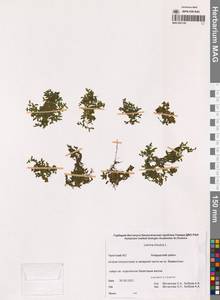 Ряска трехдольная L., Сибирь, Чукотка и Камчатка (S7) (Россия)