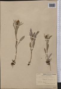 Сушеница норвежская (Gunnerus) Sch.Bip. & F.W.Schultz, Америка (AMER) (Гренландия)