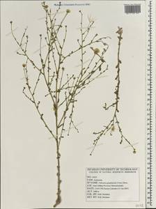 Pulicaria gnaphalodes (Vent.) Boiss., Зарубежная Азия (ASIA) (Иран)