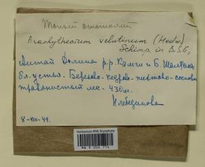 Brachytheciastrum velutinum (Hedw.) Ignatov & Huttunen, Гербарий мохообразных, Мхи - Западная Сибирь (включая Алтай) (B15) (Россия)