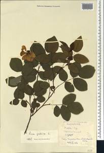 Шиповник галльский, Роза французская L., Кавказ, Грузия (K4) (Грузия)