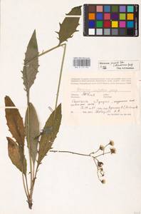 Hieracium lachenalii subsp. deductum (Sudre) Greuter, Восточная Европа, Латвия (E2b) (Латвия)