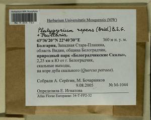 Platygyrium repens (Brid.) Schimp., Гербарий мохообразных, Мхи - Западная Европа (BEu) (Болгария)