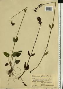Betonica officinalis subsp. officinalis, Восточная Европа, Западно-Украинский район (E13) (Украина)