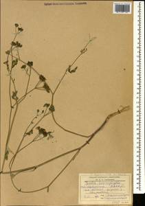 Пупырник тонколистный, Торилис тонколистный (L.) Rchb. fil., Кавказ, Дагестан (K2) (Россия)