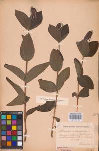 Ломонос цельнолистный L., Восточная Европа, Центральный лесостепной район (E6) (Россия)