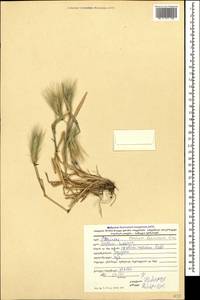 Ячмень заячий (Link) Arcang., Кавказ, Грузия (K4) (Грузия)