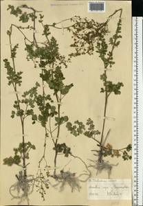 Bасилисник малый L., Восточная Европа, Северо-Украинский район (E11) (Украина)