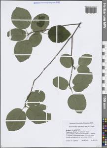 Amelanchier × spicata (Lam.) K.Koch, Восточная Европа, Северо-Западный район (E2) (Россия)