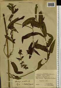 Чистец болотный L., Сибирь, Западная Сибирь (S1) (Россия)