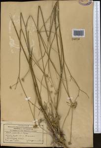 Жабрица гигантская Lipsky, Средняя Азия и Казахстан, Западный Тянь-Шань и Каратау (M3) (Киргизия)