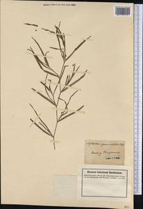 Heteranthera dubia (Jacq.) MacMill., Америка (AMER) (США)