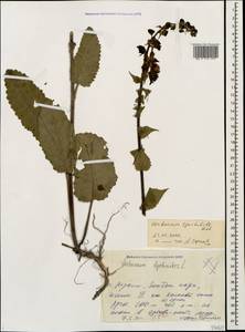 Verbascum salgirensis Soldano, Кавказ, Черноморское побережье (от Новороссийска до Адлера) (K3) (Россия)