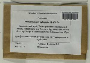 Pterygoneurum subsessile (Brid.) Jur., Гербарий мохообразных, Мхи - Красноярский край, Тыва и Хакасия (B17) (Россия)