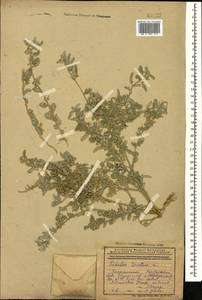Якорцы стелющиеся L., Кавказ, Азербайджан (K6) (Азербайджан)