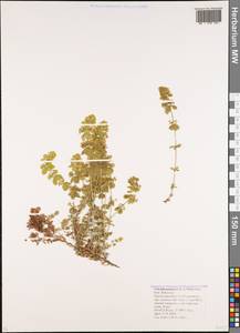 Круциата крымская (Pall. ex Willd.) Ehrend., Кавказ, Краснодарский край и Адыгея (K1a) (Россия)