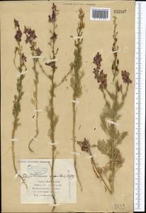 Живокость аяксова L., Средняя Азия и Казахстан, Копетдаг, Бадхыз, Малый и Большой Балхан (M1) (Туркмения)