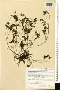 Герань Роберта L., Кавказ, Грузия (K4) (Грузия)