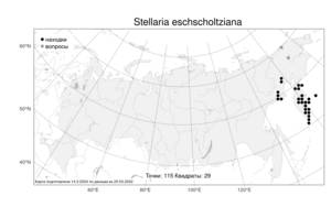 Stellaria eschscholtziana, Звездчатка Эшшольца Fenzl, Атлас флоры России (FLORUS) (Россия)