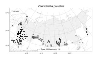 Zannichellia palustris, Занникеллия болотная L., Атлас флоры России (FLORUS) (Россия)
