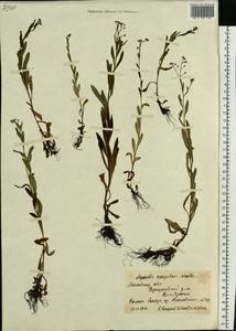 Незабудка рыхлая Lehm., Восточная Европа, Московская область и Москва (E4a) (Россия)