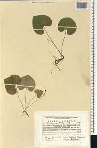 Фиалка лысая Ledeb., Восточная Европа, Восточный район (E10) (Россия)