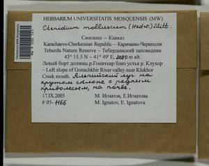 Ctenidium molluscum (Hedw.) Mitt., Гербарий мохообразных, Мхи - Северный Кавказ и Предкавказье (B12) (Россия)