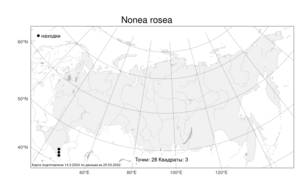 Nonea rosea, Нонея розовая (M. Bieb.) Link, Атлас флоры России (FLORUS) (Россия)