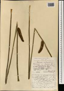 Acorus americanus subsp. triqueter, Монголия (MONG) (Монголия)