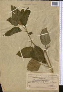 Alkekengi officinarum Moench, Средняя Азия и Казахстан, Западный Тянь-Шань и Каратау (M3) (Узбекистан)